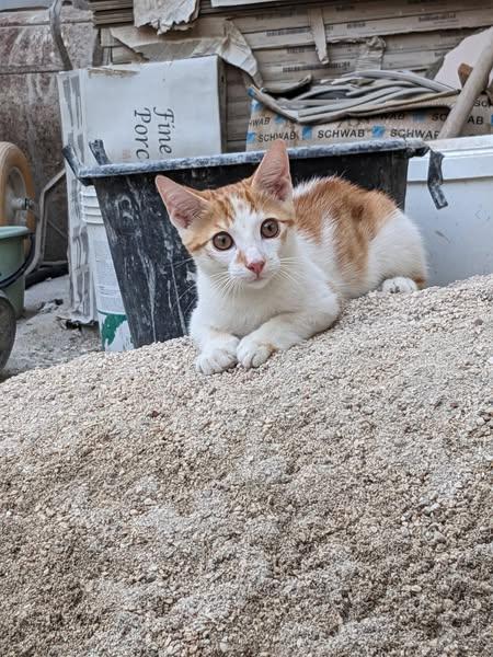 Artù, gattino 5 mesi taglia media – dolcissimo e fusone Foto 2